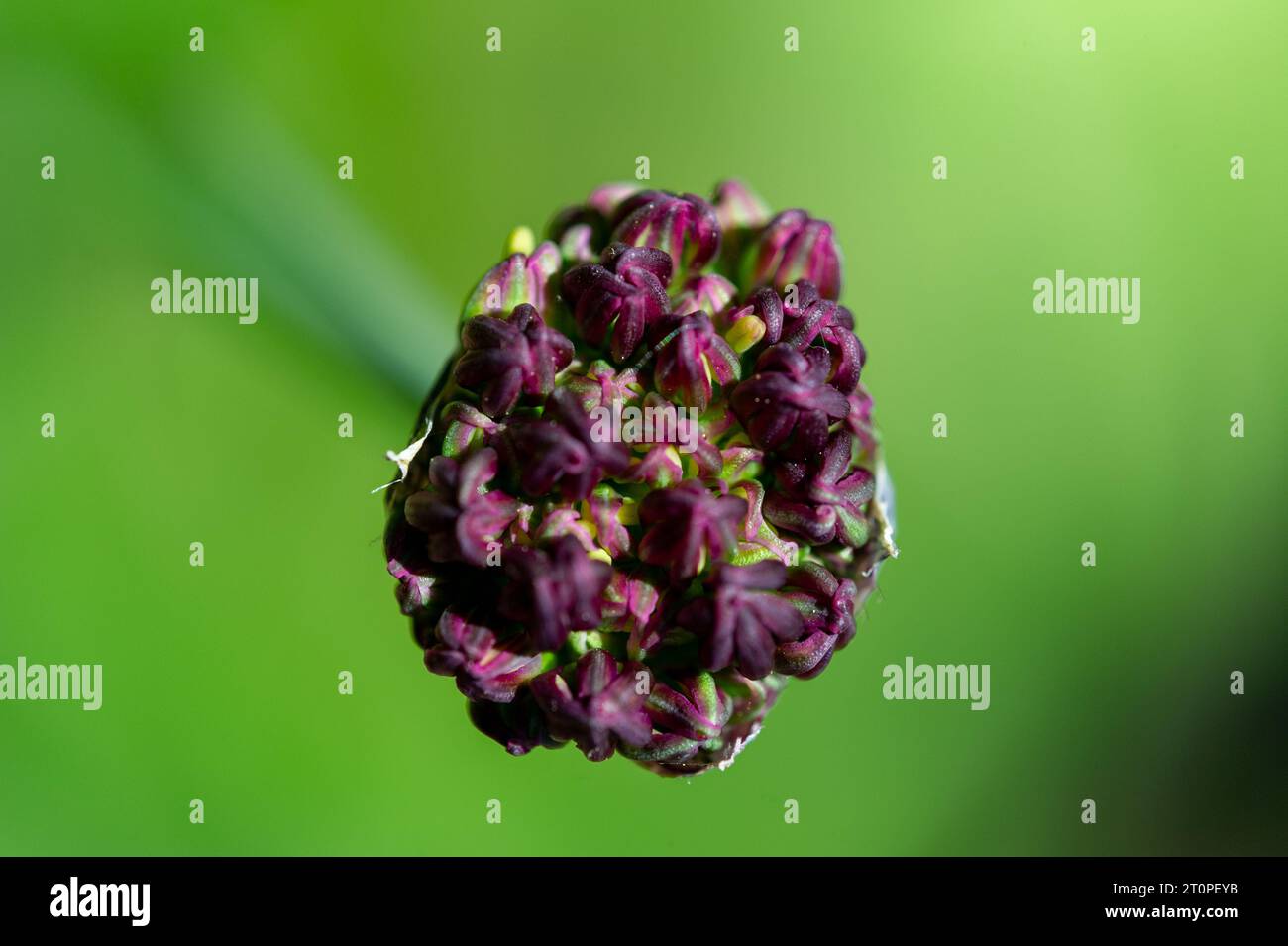 Black Garlic - Allium aschersonianum Barbey Stock Photo