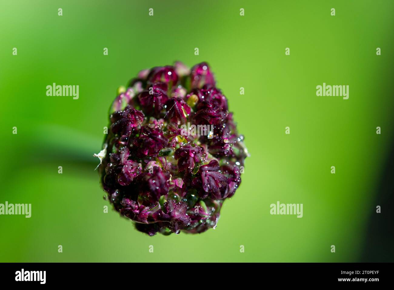 Black Garlic - Allium aschersonianum Barbey Stock Photo