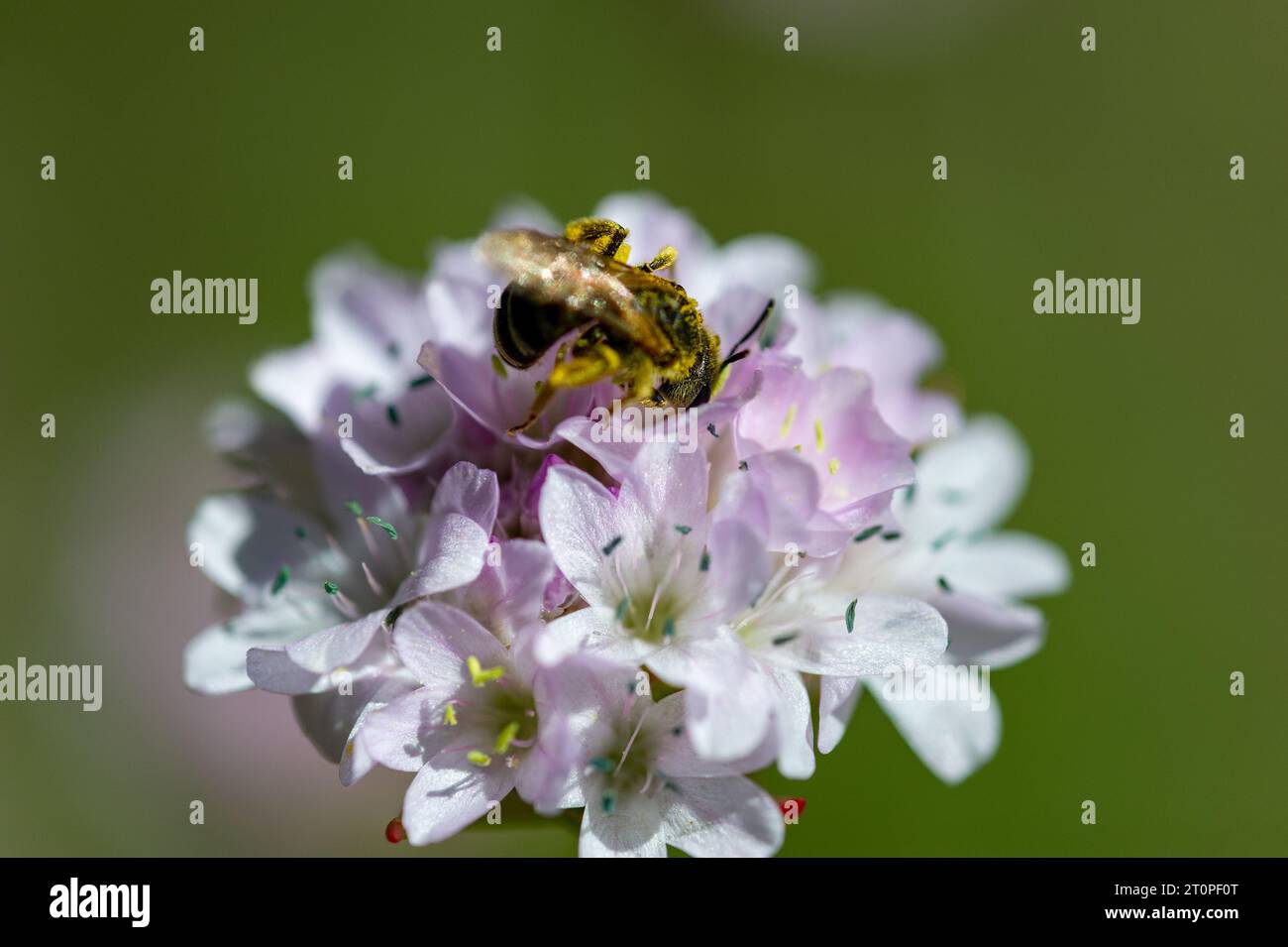 Bee collecting pollen on a Alpine Thrift, Armeria alpina (DC.) Willd. Stock Photo
