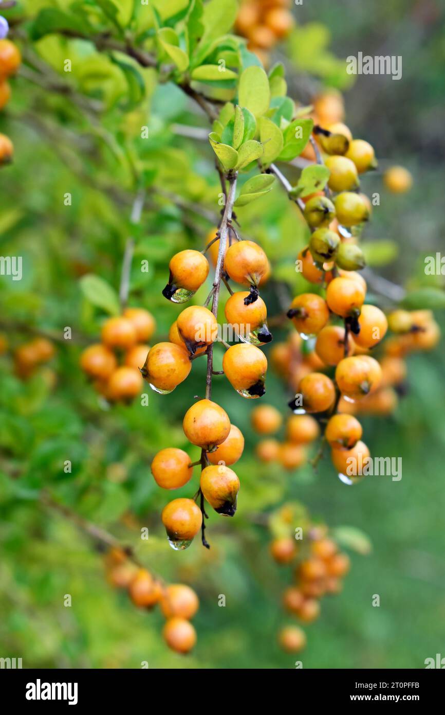 Golden dewdrop fruits (Duranta repens), Teresopolis, Rio de Janeiro, Brazil Stock Photo