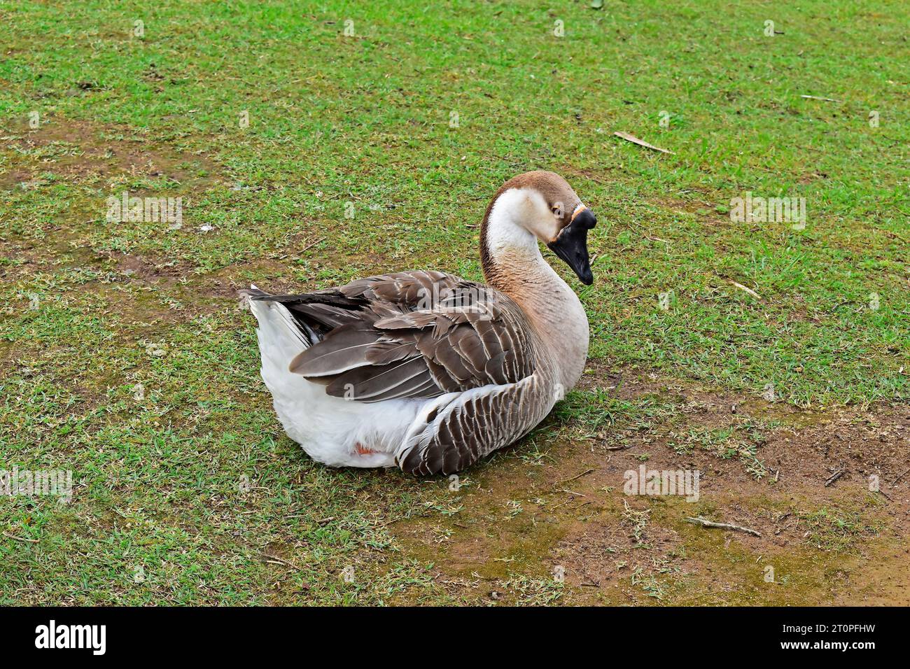 Goose resting on the grass, Teresopolis, Rio de Janeiro, Brazil Stock Photo