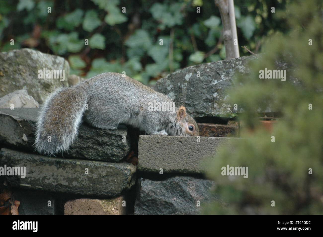 squirrel in the wild eating Stock Photo