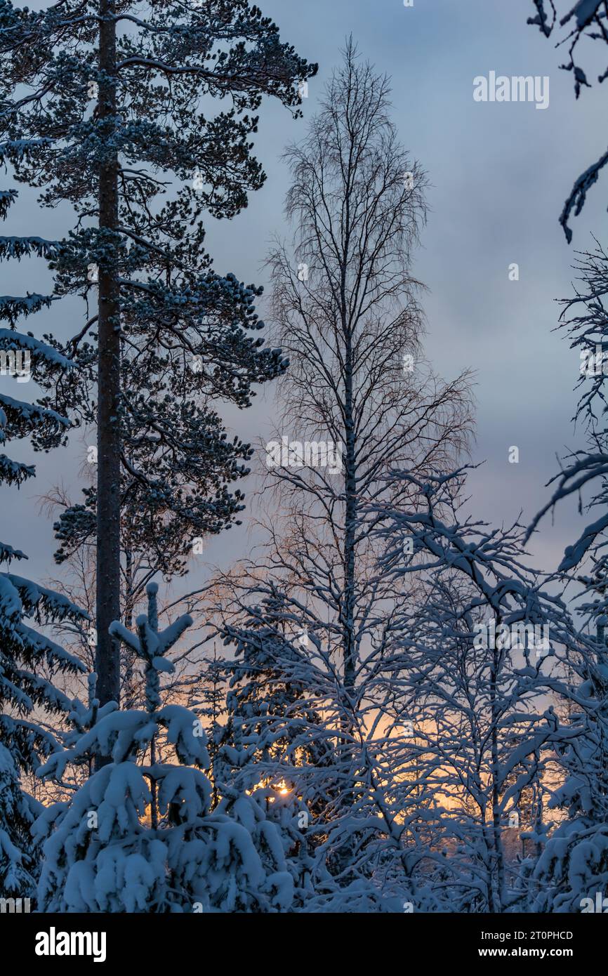 Sun rising behind snowy forest in Finland Stock Photo