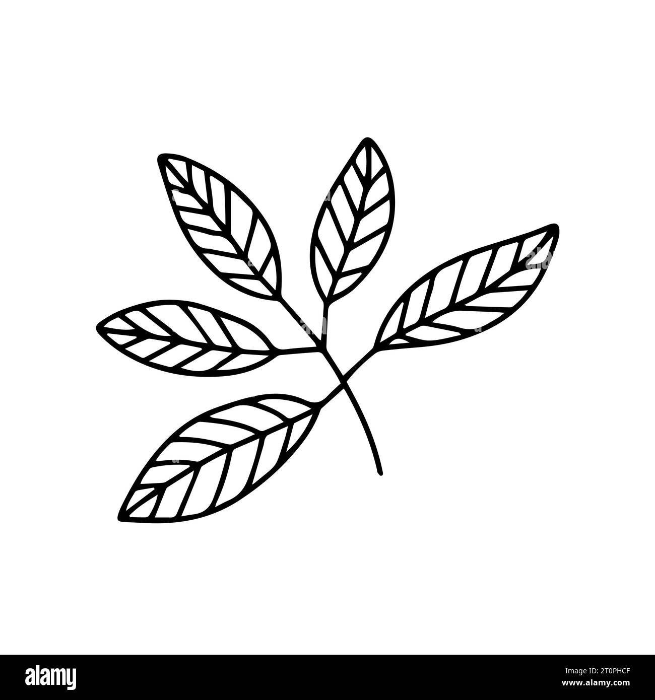 Doodle beech leaf vector sketch Stock Vector
