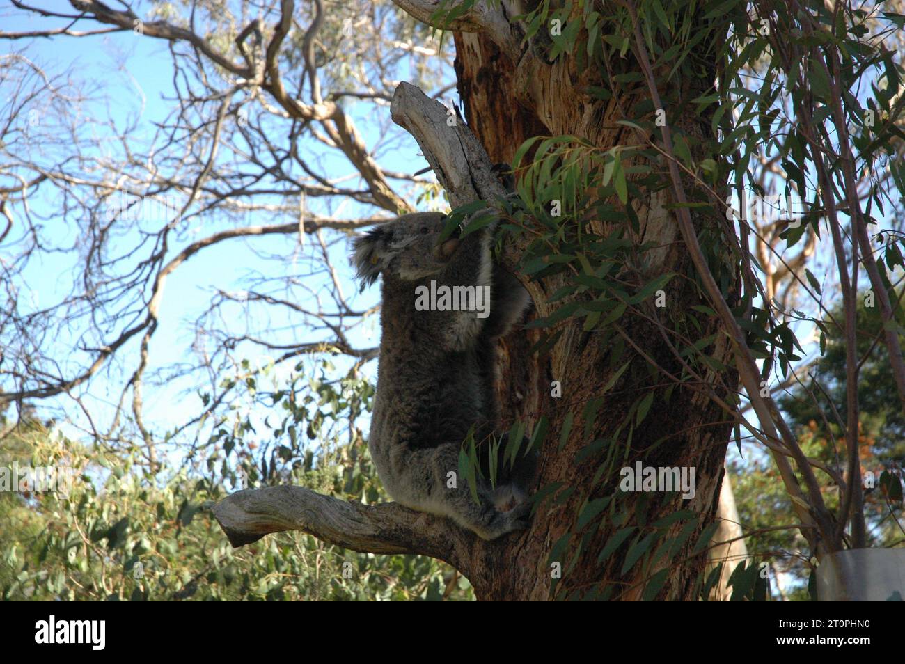 koala in tree Stock Photo