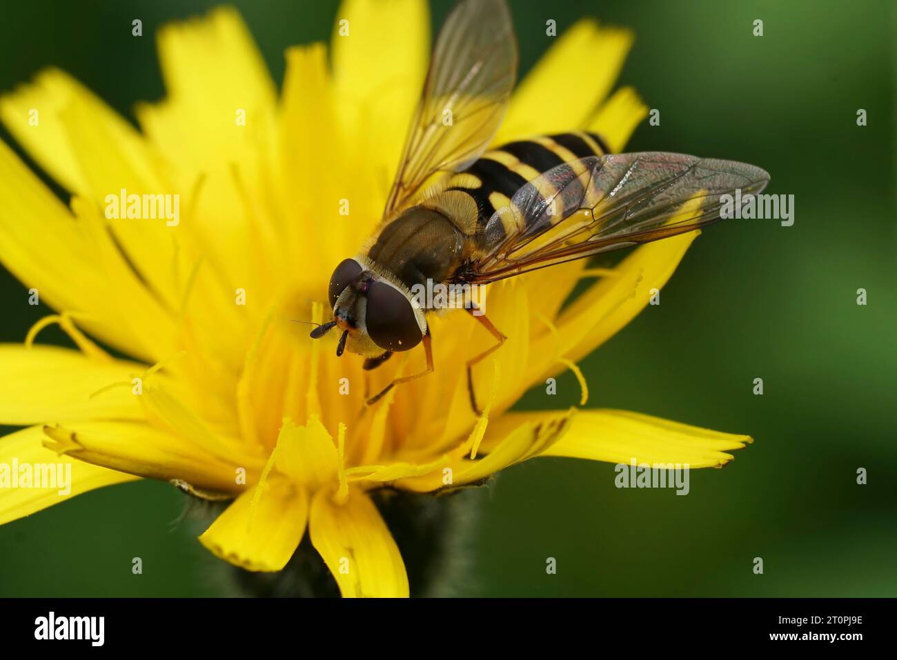 Natural closeup on the Common banded hoverfly, Syrphus ribesii sitting on a yellow flower Stock Photo