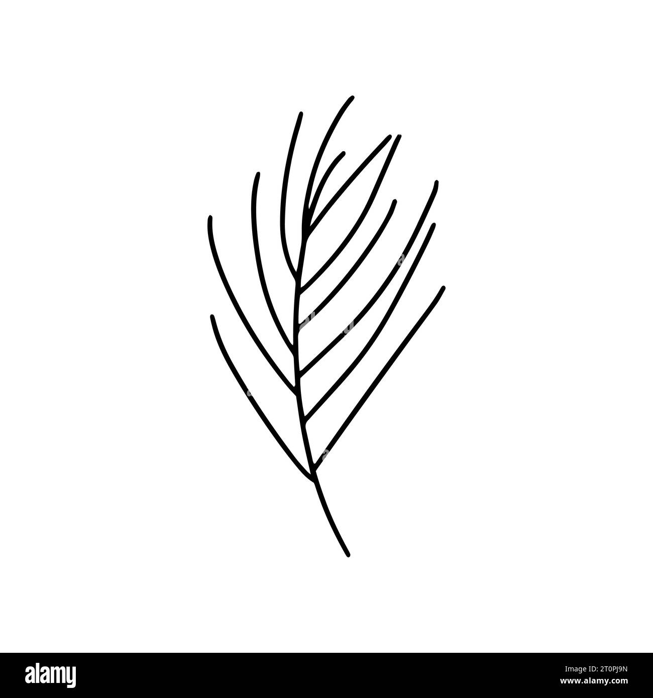 Pine tree branch vector sketch Stock Vector Image & Art - Alamy