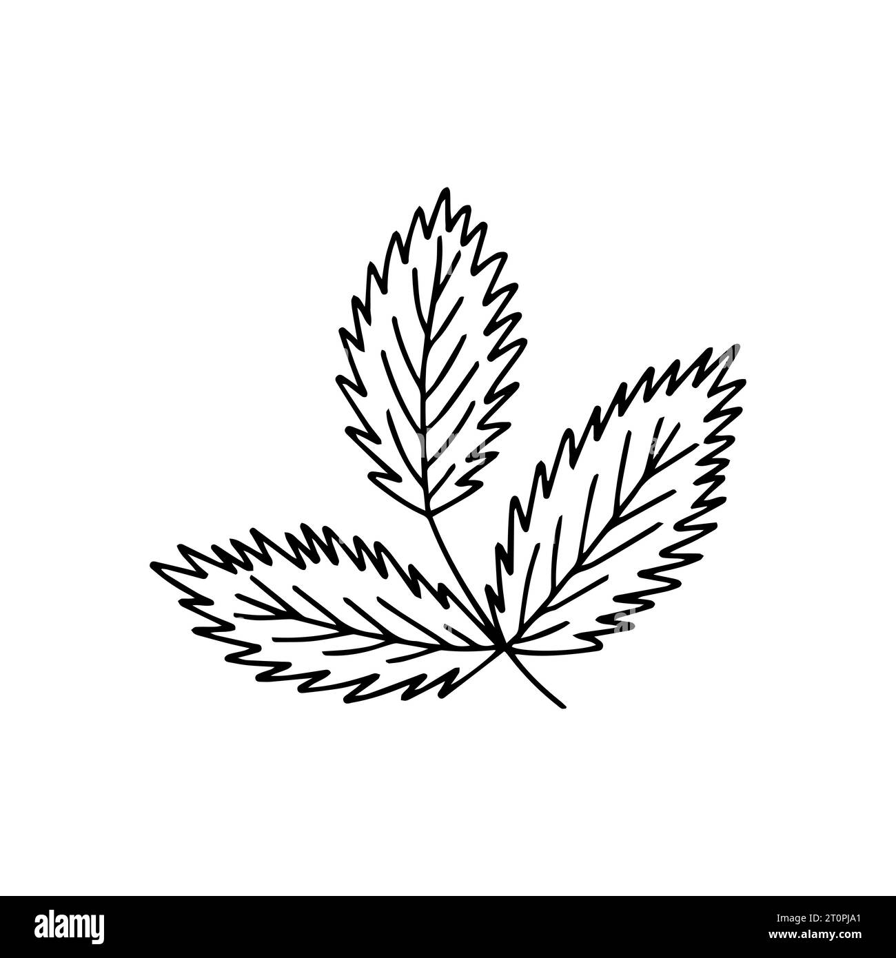 Doodle beech leaf vector sketch Stock Vector