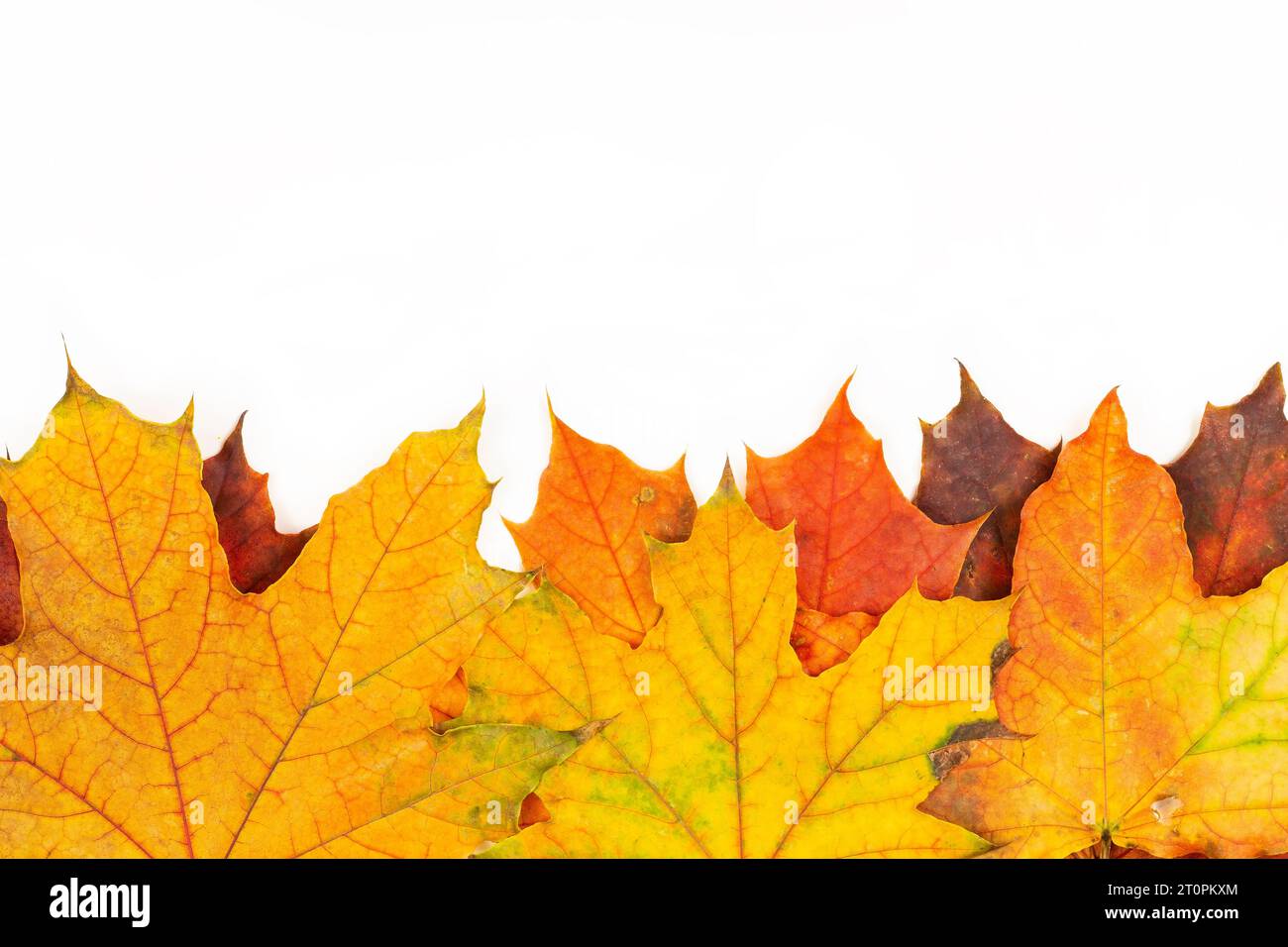 Autumn leaves on white background Stock Photo - Alamy