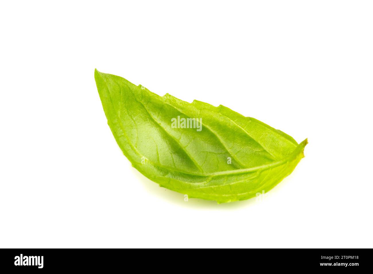 Basil leaf isolated on white background Stock Photo