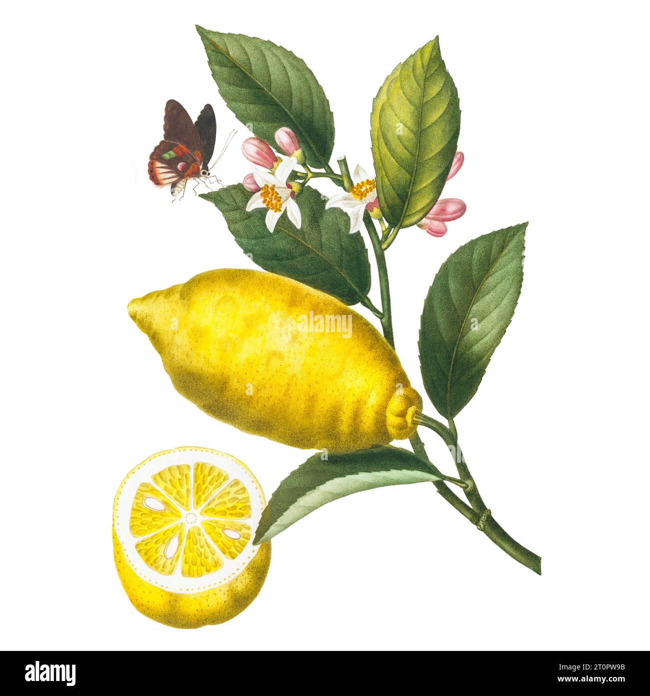 Lemon fruits and butterfly. Botanical illustration of Pierre-Joseph Redoute, royal botanical artist to queens and empresses of France Stock Photo