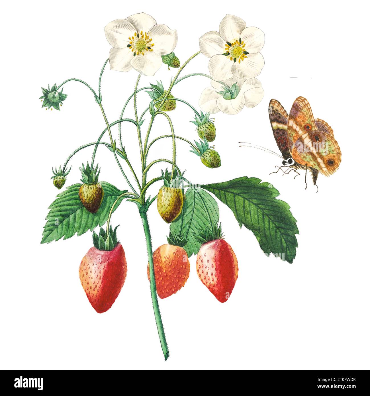 Botanical illustration of PierreJoseph Redoute, royal botanical artist