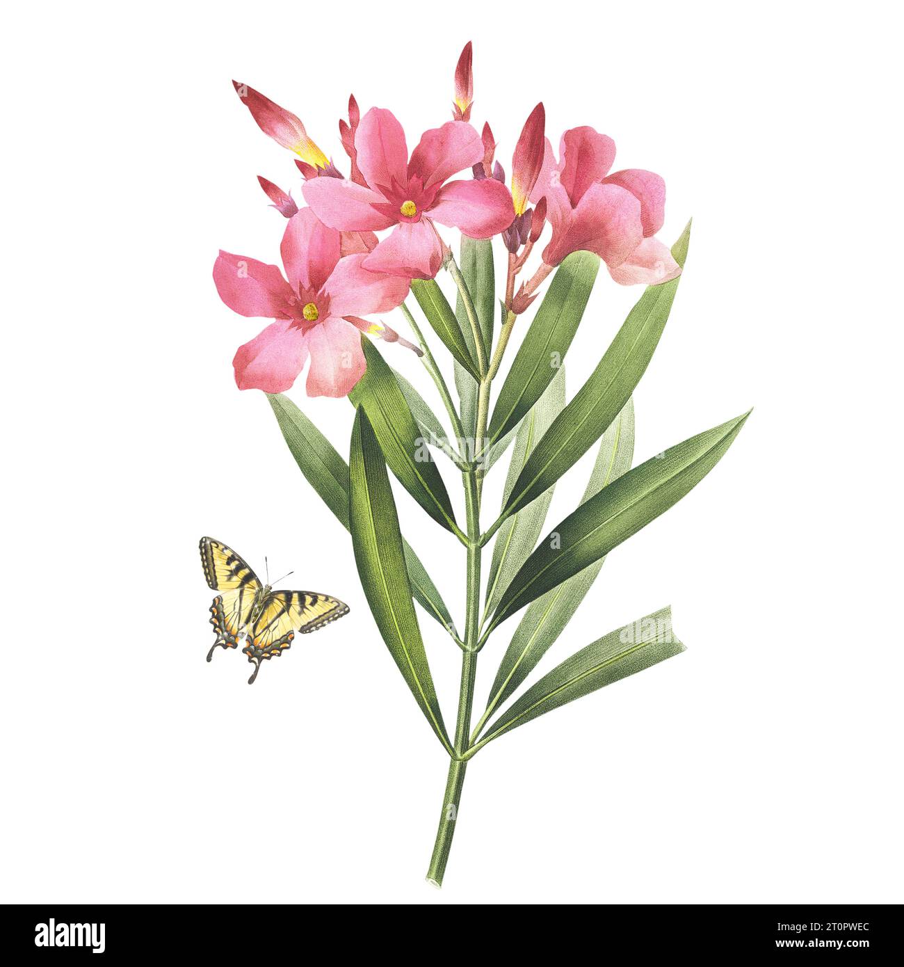 Oleander botanical illustration of Pierre-Joseph Redoute, royal 
