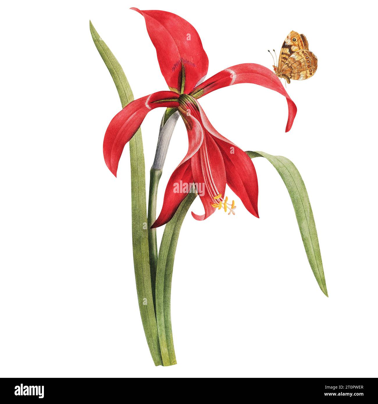 Amaryllis illustration by Pierre-Joseph Redoute, royal botanical artist to queens and empresses of France, nicknamed The Raphael of Flowers Stock Photo
