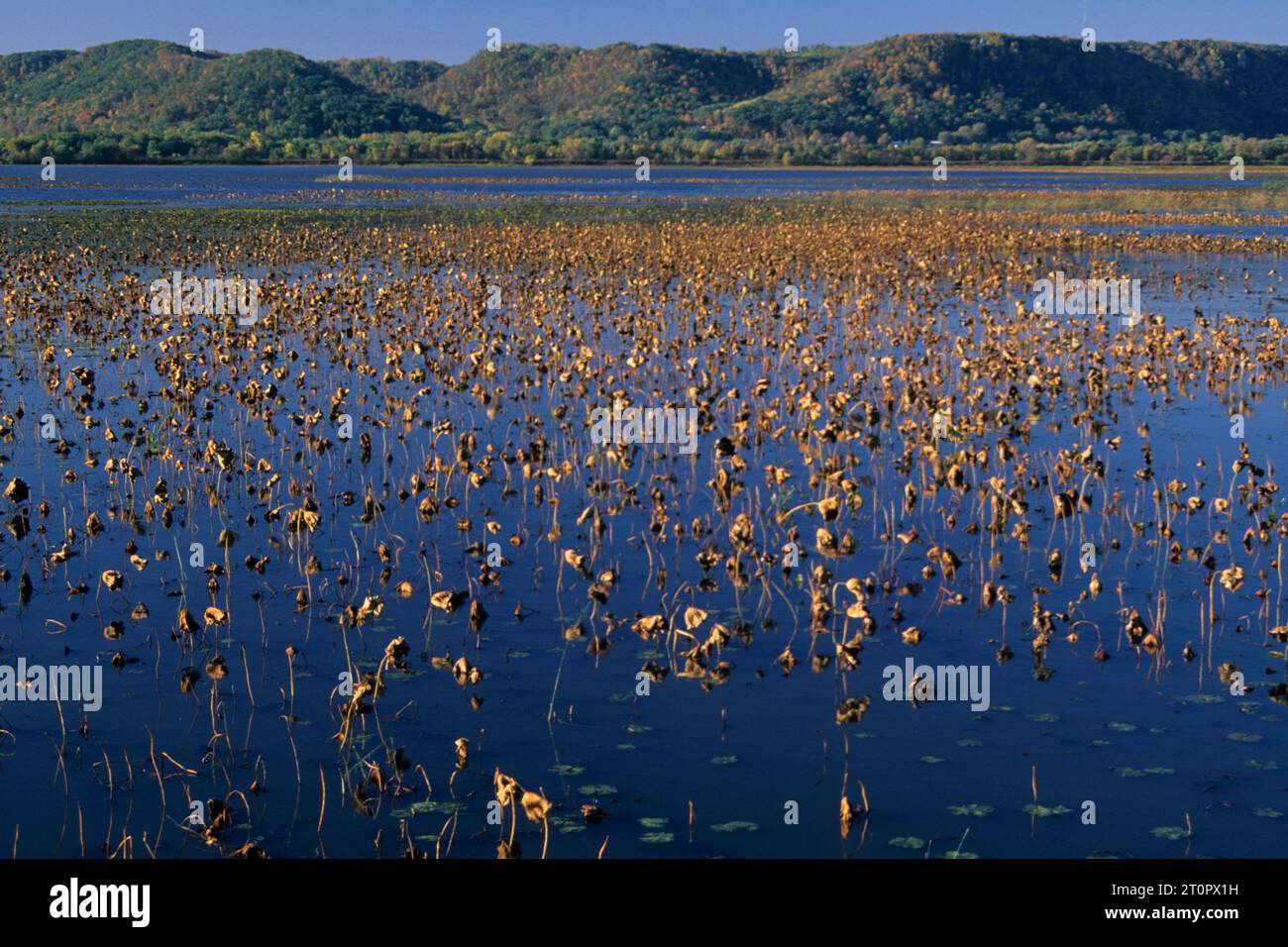 Wetlands from Headquarters Observation Deck, Trempealeau National