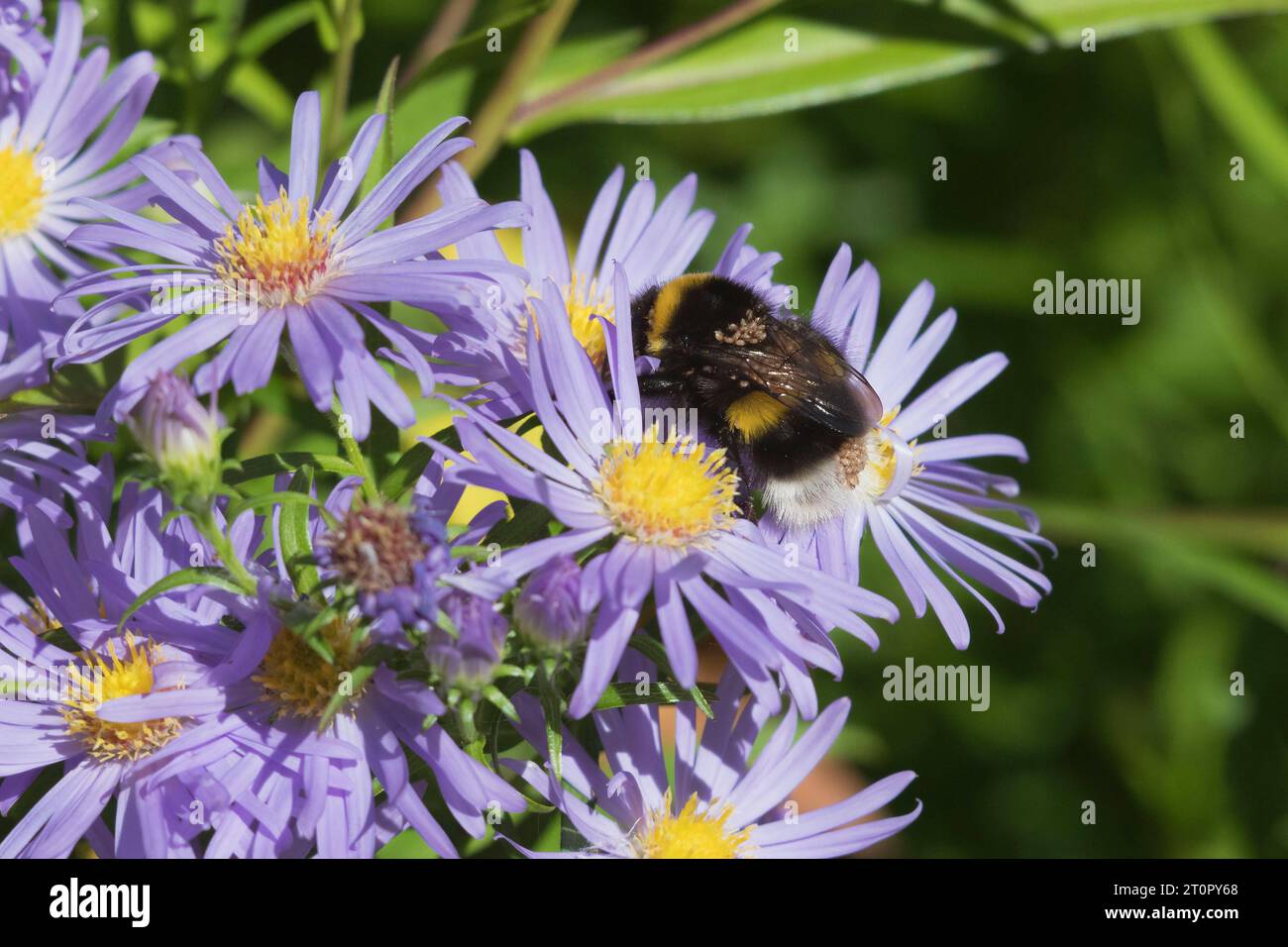 Phoretic Mites (Parasitellus Fucorum) Clinging to a White-tailed Bumblebee (Bombus Lucorum) as it Forages on Michaelmas Daisy Flowers Stock Photo