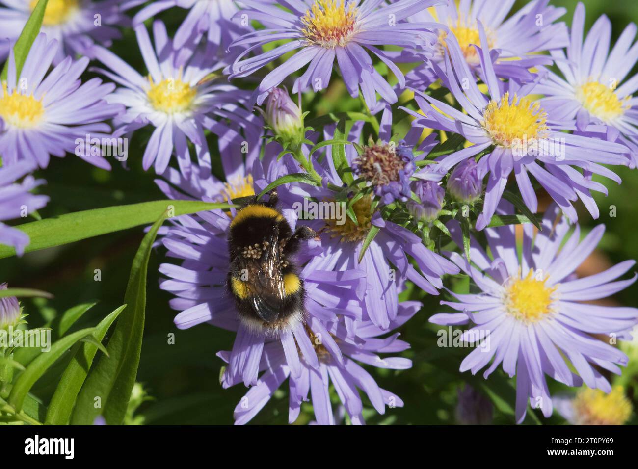 A White-tailed Bumblebee (Bombus Lucorum) Foraging on Michaelmas Daisies Covered with Phoretic Mites (Parasitellus Fucorum) Stock Photo