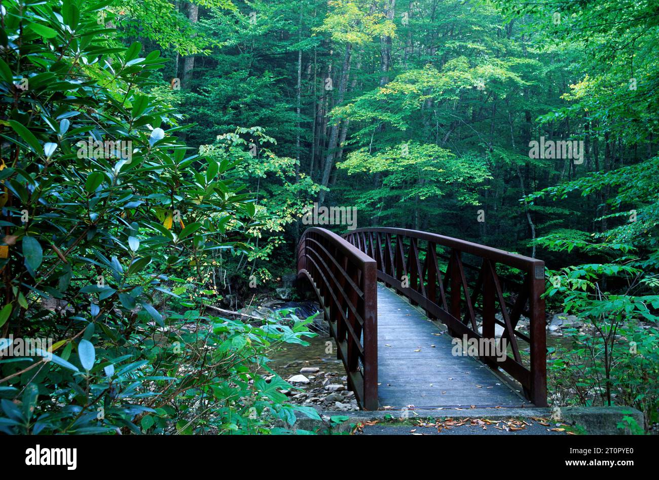 Trail bridge at North Bend Picnic Area, Highlands Scenic Highway, Monongahela National Forest, West Virginia Stock Photo