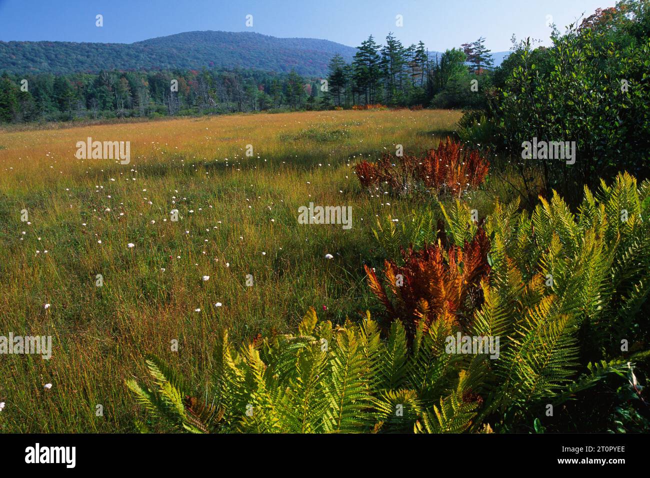 Round Glade, Highlands Scenic Highway, Cranberry Glades Botanical Area, Monongahela National Forest, West Virginia Stock Photo