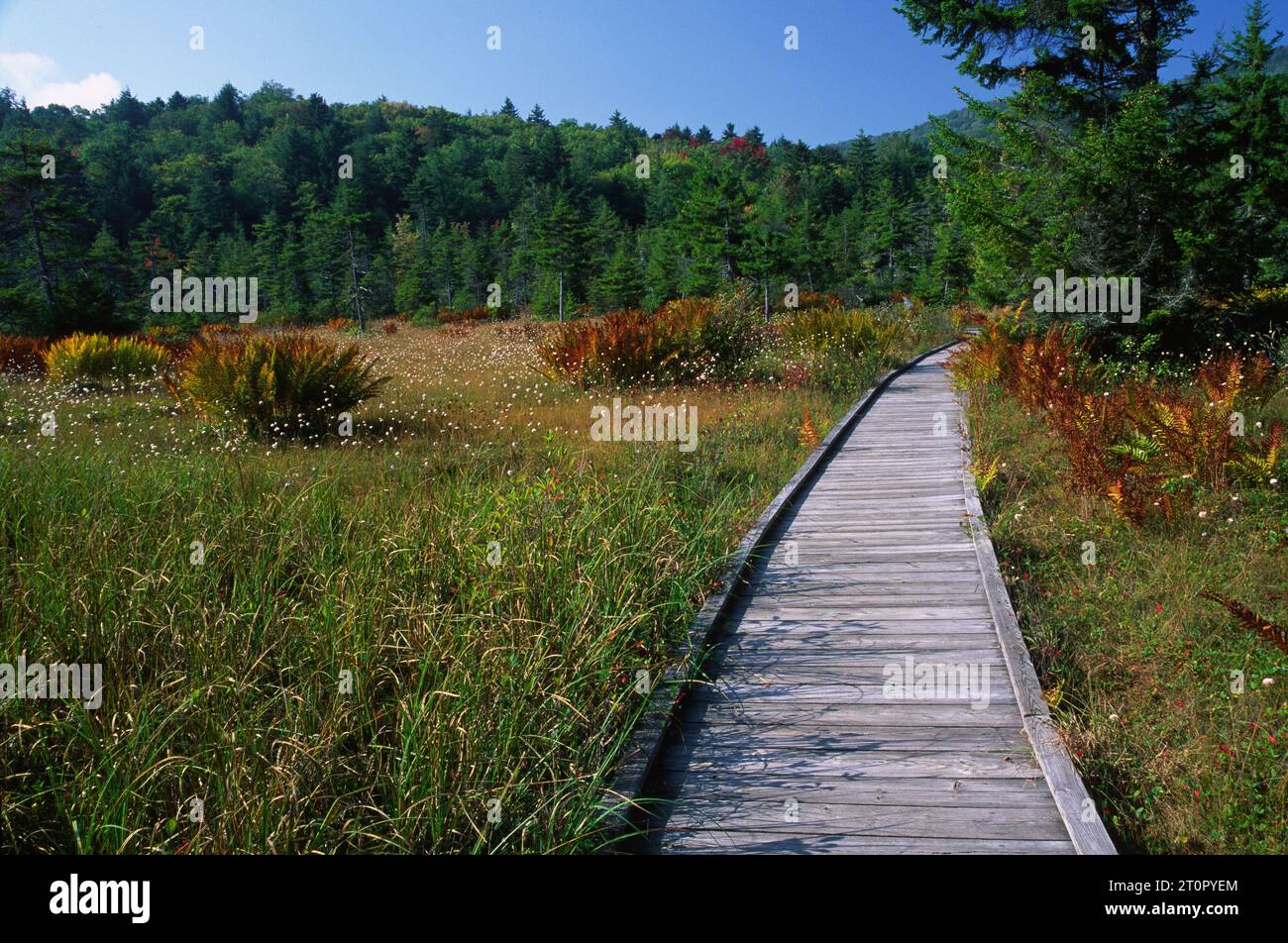 Cranberry glades hi-res stock photography and images - Alamy