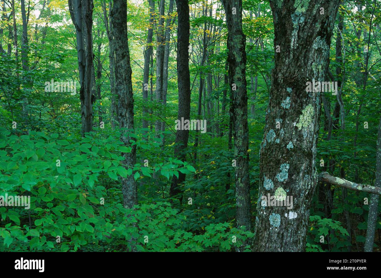 Forest, Monongahela National Forest, West Virginia Stock Photo Alamy