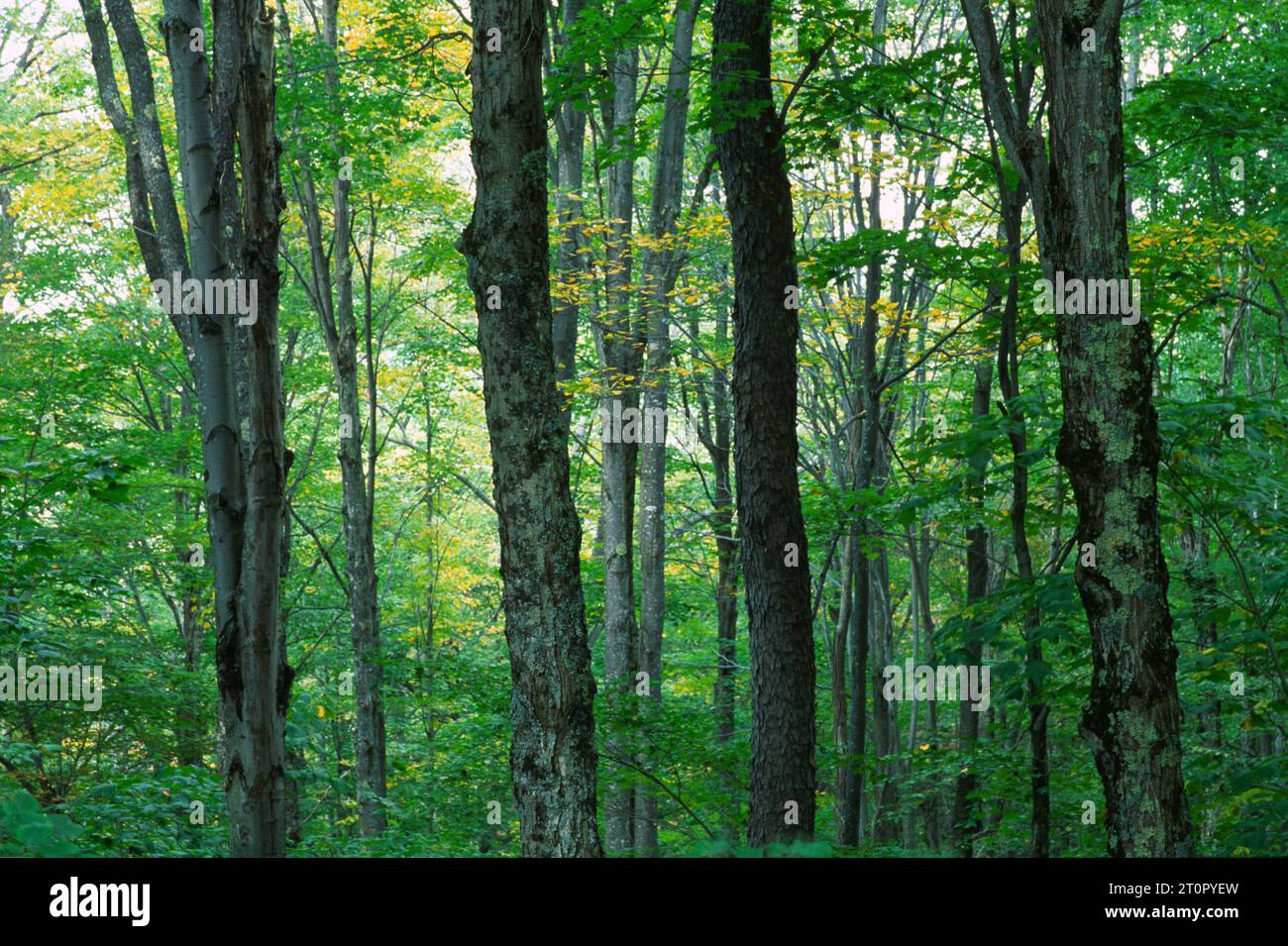 Forest, Monongahela National Forest, West Virginia Stock Photo - Alamy