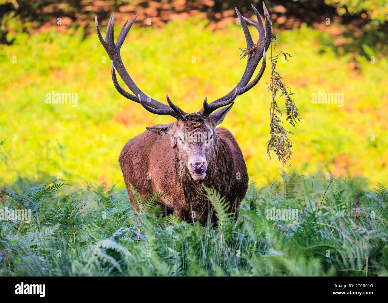 Surrey, UK. 08th Oct, 2023. A stag runs to chase away other males. Adult red deer stags (cervus elaphus, male) get ready by the rutting season in the wide open spaces and woodland of Richmond Park in Surrey on a sunny Sunday morning. They bellow, decorate their antlers with grass, fern and tree branches to make themselves look more impressive, and eventually fight locking antlers later in the season to establish their dominance. Credit: Imageplotter/Alamy Live News Stock Photo