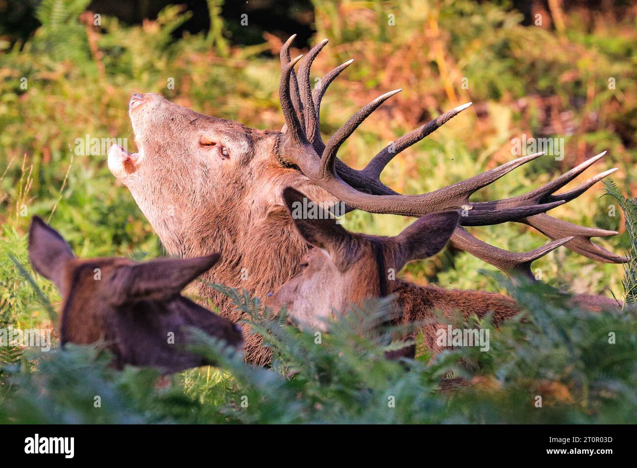 Surrey, UK. 08th Oct, 2023. A stag bellows loudly to chase away other males. Adult red deer stags (cervus elaphus, male) get ready by the rutting season in the wide open spaces and woodland of Richmond Park in Surrey on a sunny Sunday morning. They bellow, decorate their antlers with grass, fern and tree branches to make themselves look more impressive, and eventually fight locking antlers later in the season to establish their dominance. Credit: Imageplotter/Alamy Live News Stock Photo