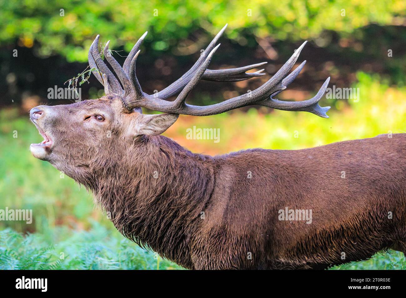 Surrey, UK. 08th Oct, 2023. A stag bellows loudly to chase away other males. Adult red deer stags (cervus elaphus, male) get ready by the rutting season in the wide open spaces and woodland of Richmond Park in Surrey on a sunny Sunday morning. They bellow, decorate their antlers with grass, fern and tree branches to make themselves look more impressive, and eventually fight locking antlers later in the season to establish their dominance. Credit: Imageplotter/Alamy Live News Stock Photo