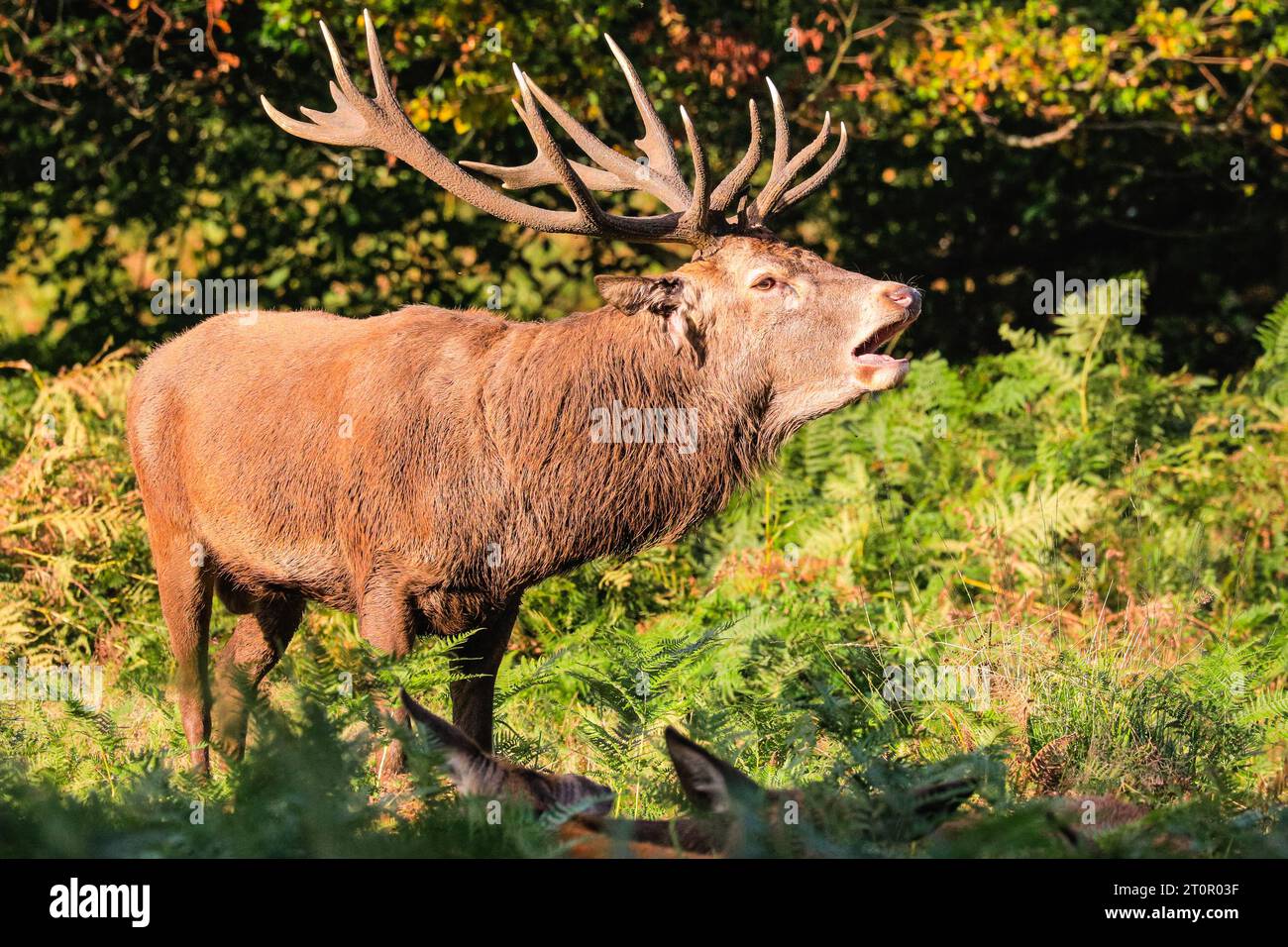 Surrey, UK. 08th Oct, 2023. A stag bellows loudly to chase away other males. Adult red deer stags (cervus elaphus, male) get ready by the rutting season in the wide open spaces and woodland of Richmond Park in Surrey on a sunny Sunday morning. They bellow, decorate their antlers with grass, fern and tree branches to make themselves look more impressive, and eventually fight locking antlers later in the season to establish their dominance. Credit: Imageplotter/Alamy Live News Stock Photo