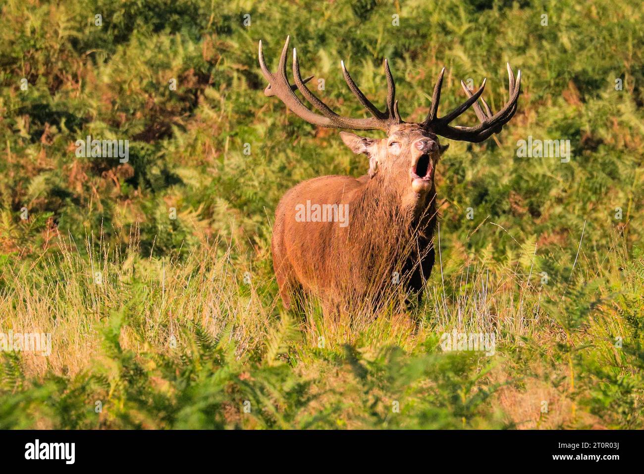 Surrey, UK. 08th Oct, 2023. A stag bellows loudly to chase away other males. Adult red deer stags (cervus elaphus, male) get ready by the rutting season in the wide open spaces and woodland of Richmond Park in Surrey on a sunny Sunday morning. They bellow, decorate their antlers with grass, fern and tree branches to make themselves look more impressive, and eventually fight locking antlers later in the season to establish their dominance. Credit: Imageplotter/Alamy Live News Stock Photo