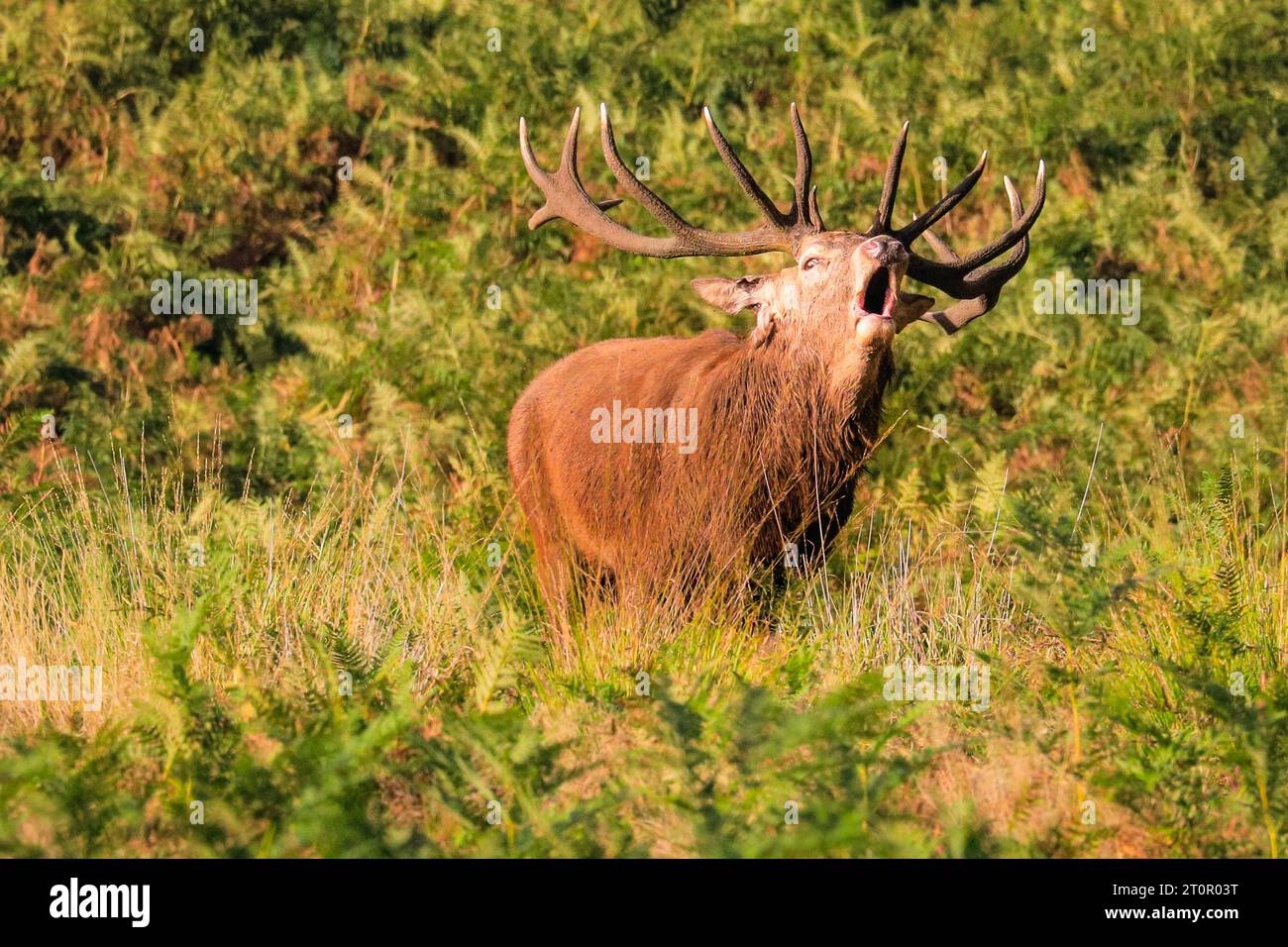 Surrey, UK. 08th Oct, 2023. A stag bellows loudly to chase away other males. Adult red deer stags (cervus elaphus, male) get ready by the rutting season in the wide open spaces and woodland of Richmond Park in Surrey on a sunny Sunday morning. They bellow, decorate their antlers with grass, fern and tree branches to make themselves look more impressive, and eventually fight locking antlers later in the season to establish their dominance. Credit: Imageplotter/Alamy Live News Stock Photo