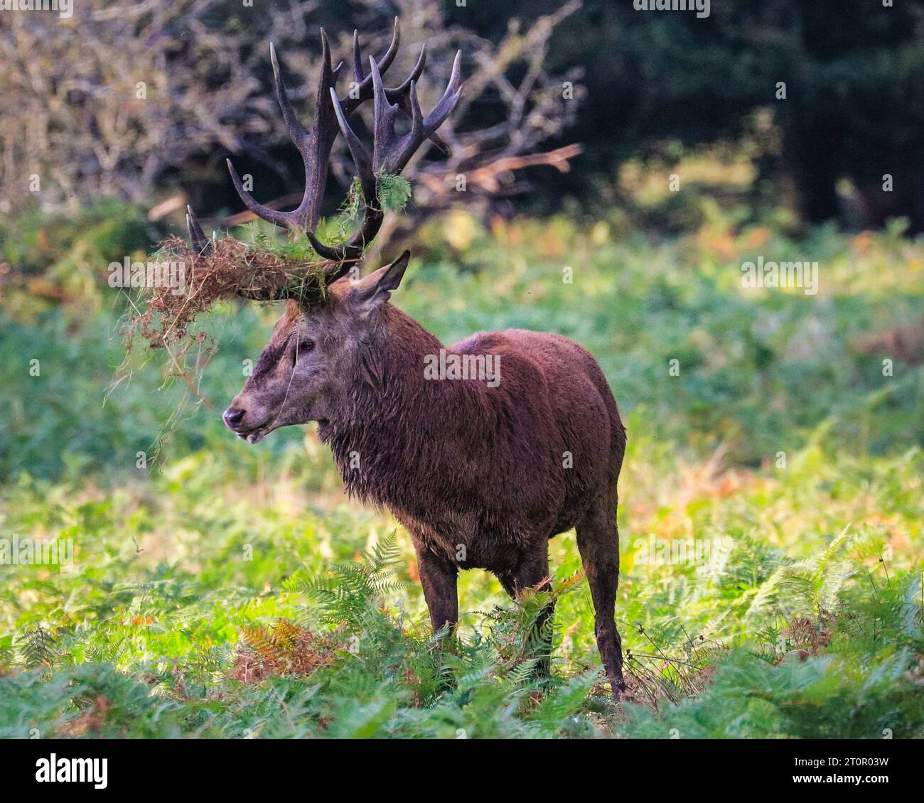 Surrey, UK. 08th Oct, 2023. A stag bellows loudly to chase away other males. Adult red deer stags (cervus elaphus, male) get ready by the rutting season in the wide open spaces and woodland of Richmond Park in Surrey on a sunny Sunday morning. They bellow, decorate their antlers with grass, fern and tree branches to make themselves look more impressive, and eventually fight locking antlers later in the season to establish their dominance. Credit: Imageplotter/Alamy Live News Stock Photo