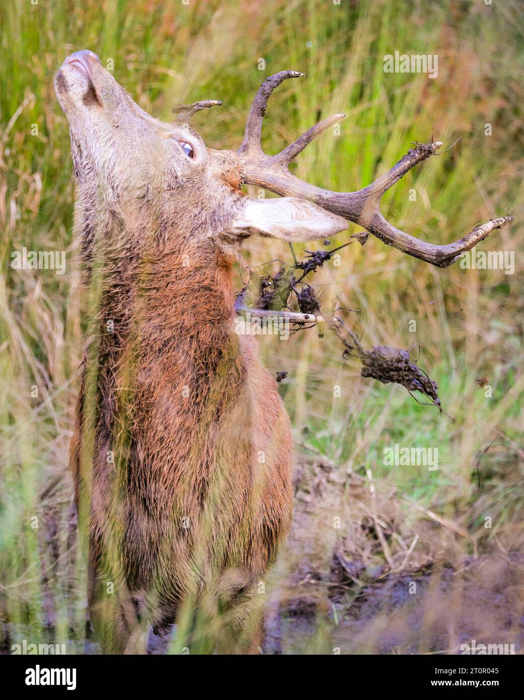 Surrey, UK. 08th Oct, 2023. A young stag, not yet actively rutting, takes a lenghthy mud bath. Adult red deer stags (cervus elaphus, male) get ready by the rutting season in the wide open spaces and woodland of Richmond Park in Surrey on a sunny Sunday morning. They bellow, decorate their antlers with grass, fern and tree branches to make themselves look more impressive, and eventually fight locking antlers later in the season to establish their dominance. Credit: Imageplotter/Alamy Live News Stock Photo