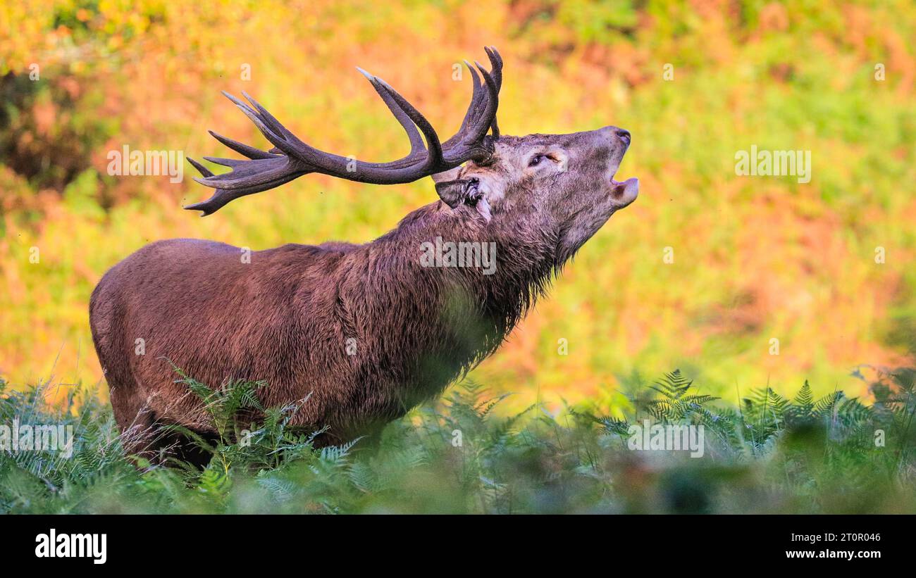 Surrey, UK. 08th Oct, 2023. A stag bellows loudly to chase away other males. Adult red deer stags (cervus elaphus, male) get ready by the rutting season in the wide open spaces and woodland of Richmond Park in Surrey on a sunny Sunday morning. They bellow, decorate their antlers with grass, fern and tree branches to make themselves look more impressive, and eventually fight locking antlers later in the season to establish their dominance. Credit: Imageplotter/Alamy Live News Stock Photo