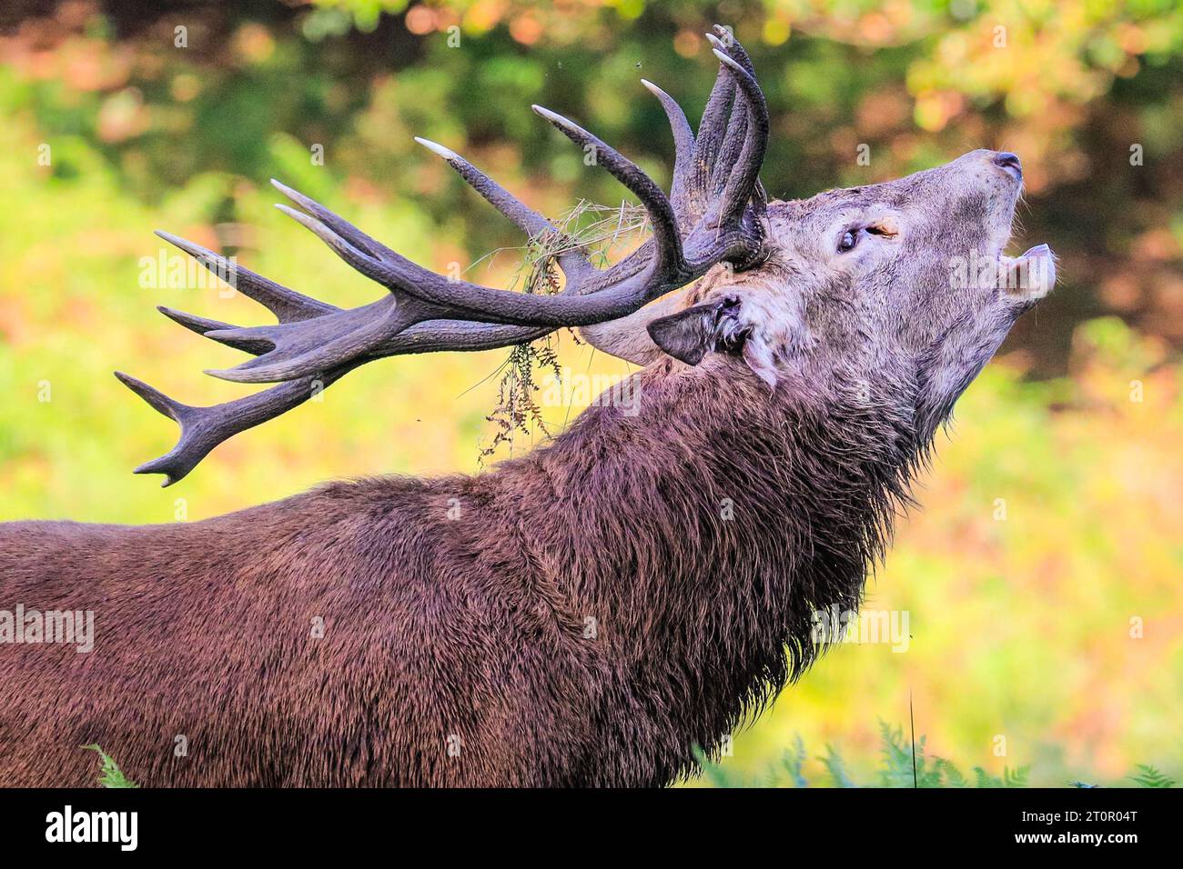 Surrey, UK. 08th Oct, 2023. A stag bellows loudly to chase away other males. Adult red deer stags (cervus elaphus, male) get ready by the rutting season in the wide open spaces and woodland of Richmond Park in Surrey on a sunny Sunday morning. They bellow, decorate their antlers with grass, fern and tree branches to make themselves look more impressive, and eventually fight locking antlers later in the season to establish their dominance. Credit: Imageplotter/Alamy Live News Stock Photo