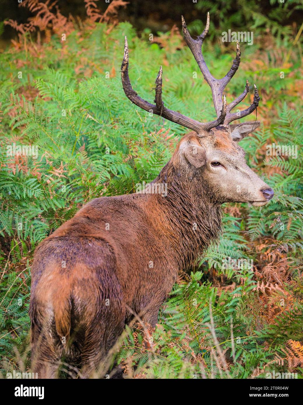 Surrey, UK. 08th Oct, 2023. A young stag, not yet actively rutting, takes a lenghthy mud bath. Adult red deer stags (cervus elaphus, male) get ready by the rutting season in the wide open spaces and woodland of Richmond Park in Surrey on a sunny Sunday morning. They bellow, decorate their antlers with grass, fern and tree branches to make themselves look more impressive, and eventually fight locking antlers later in the season to establish their dominance. Credit: Imageplotter/Alamy Live News Stock Photo