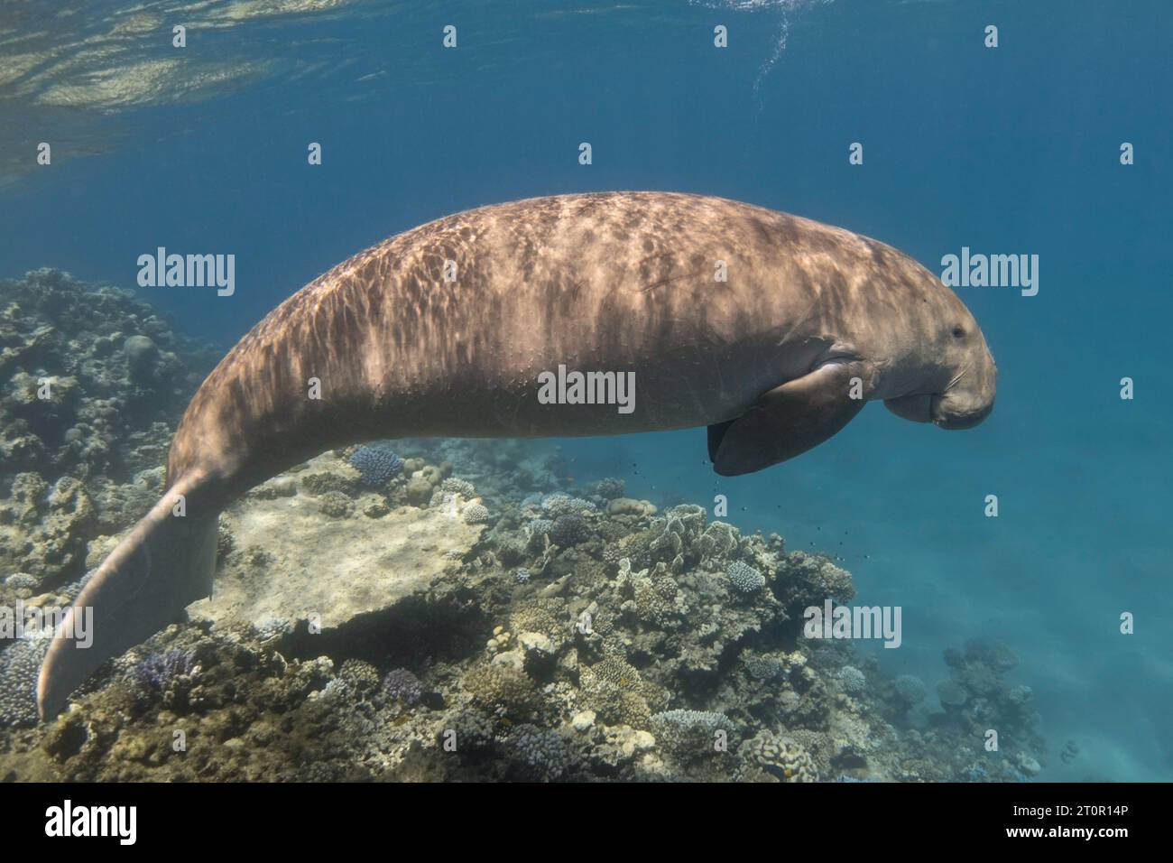 Dugong in the blue sea against the background of a coral reef. Rare animal (Dugong dugon). Sea cow. Stock Photo