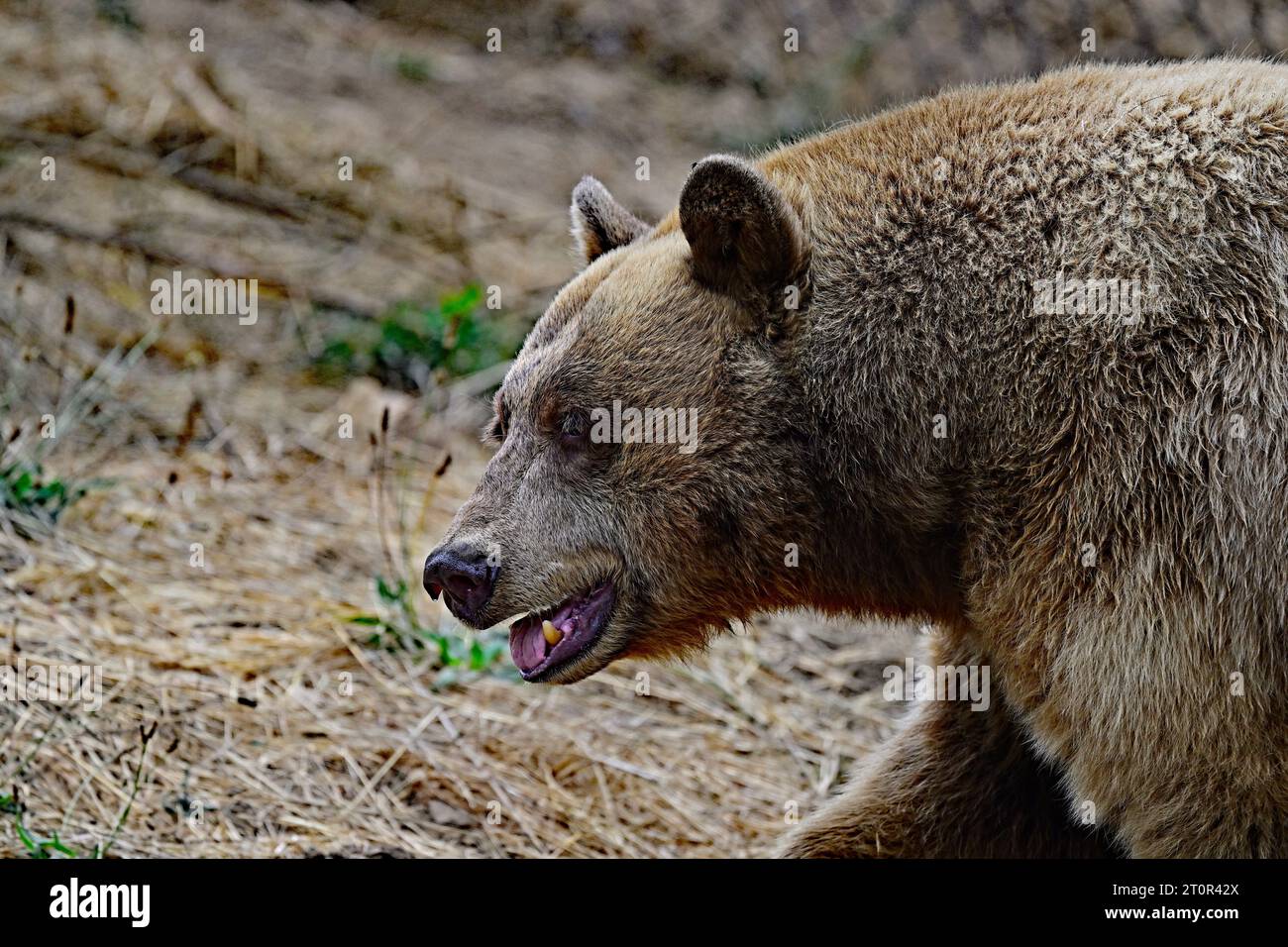 Black Bear Portrait - Up & Close Stock Photo