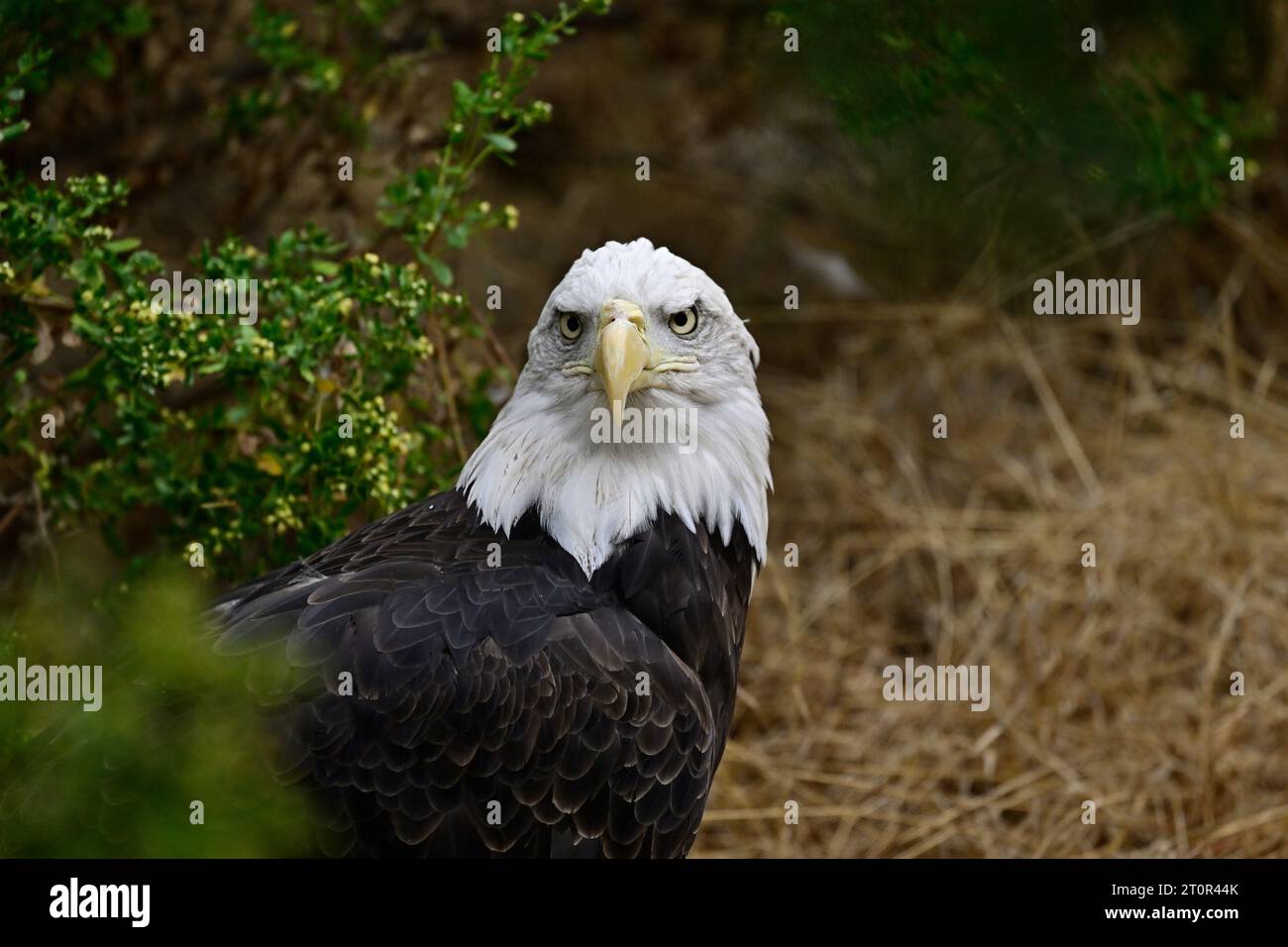 Bald Eagle Portrait - on the ground Stock Photo