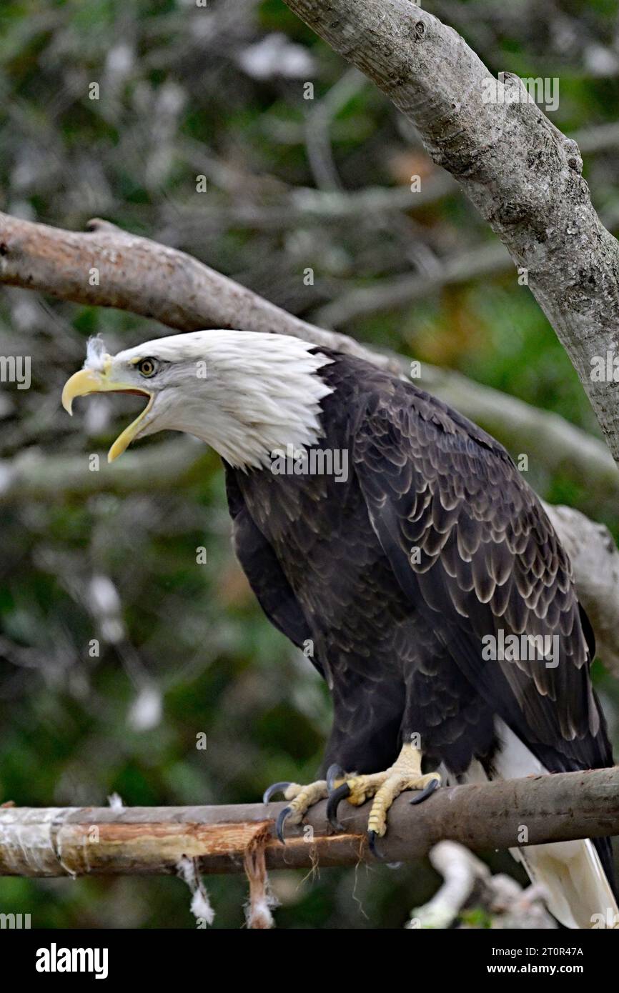 Screeching Bald Eagle Portrait Stock Photo Alamy