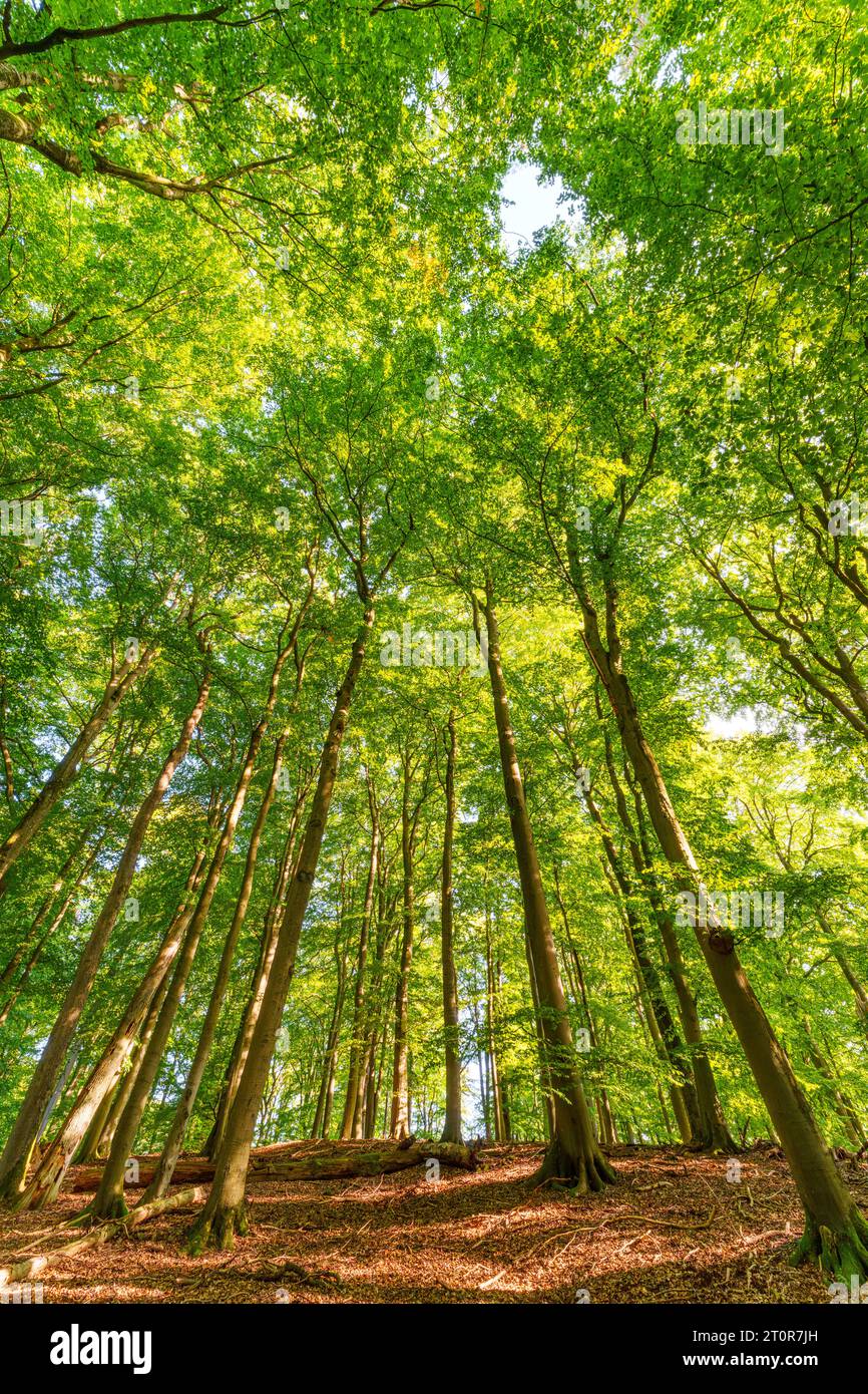 Beautiful woods sunstar trees hi-res stock photography and images - Alamy