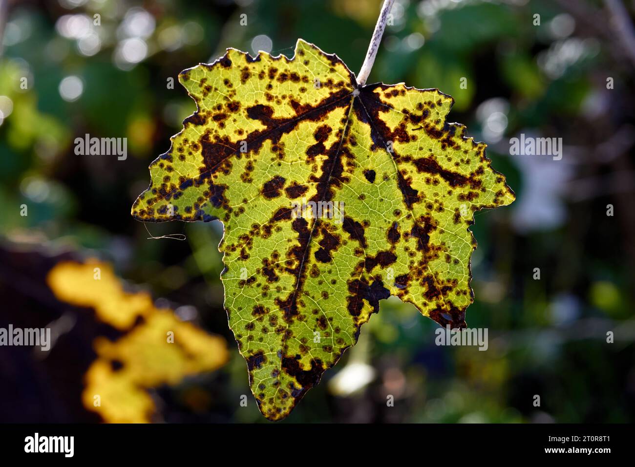 A green leaf is starting to deteriorate with noticeable black spots on