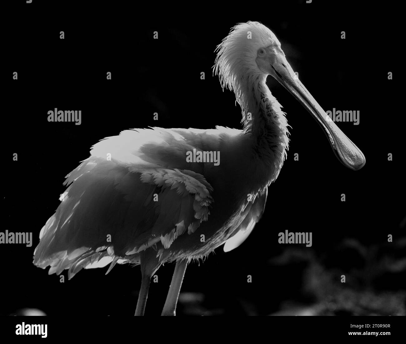 A SPOONBILL ADOPTS A COMICAL POSE WHILE PREENING AT BIRDWORLD, FARNHAM