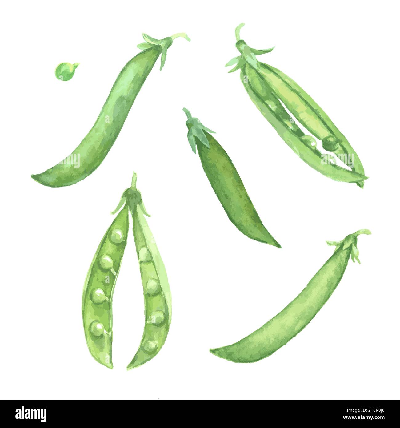 Watercolor illustration of green peas pods. Set of vector design elements isolated on white background Stock Vector