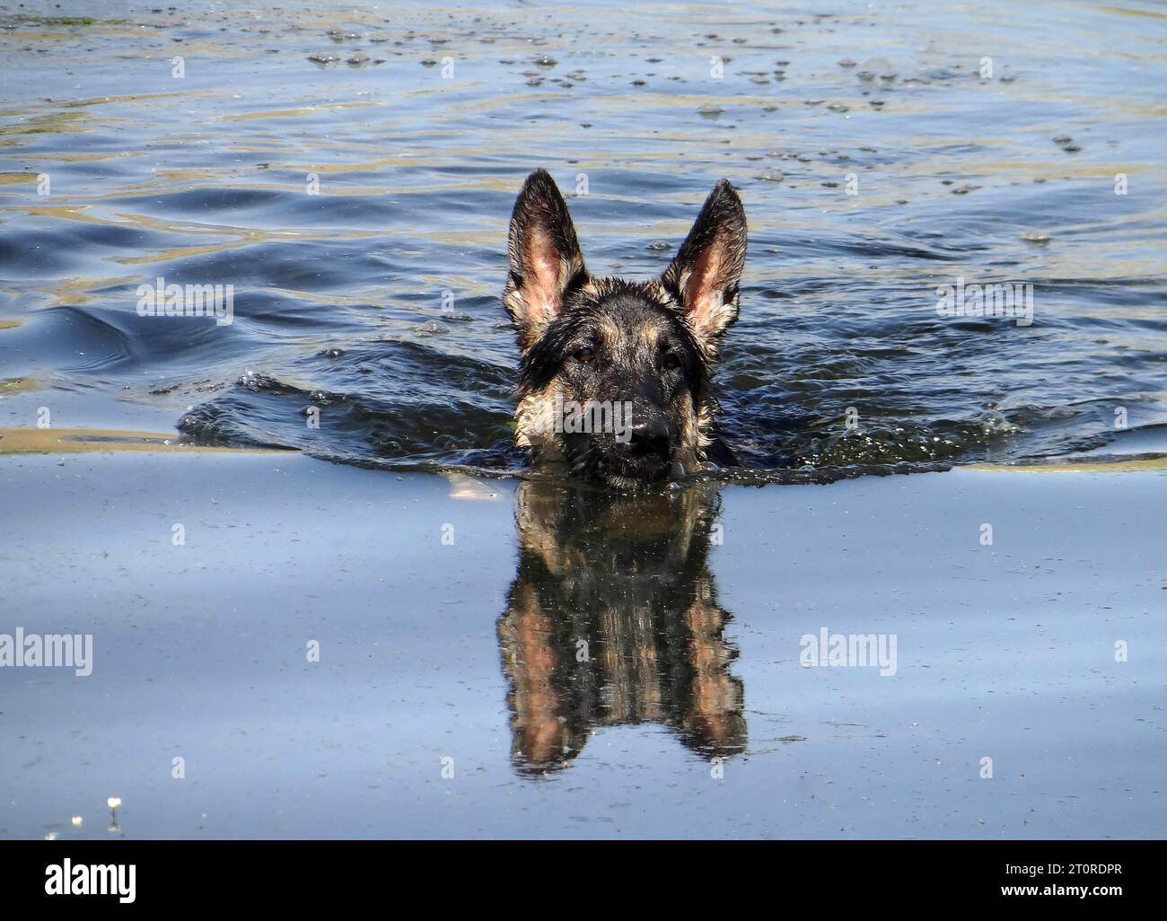 close up of a cute female german shepherd swimming in the summer at siena reservoir in