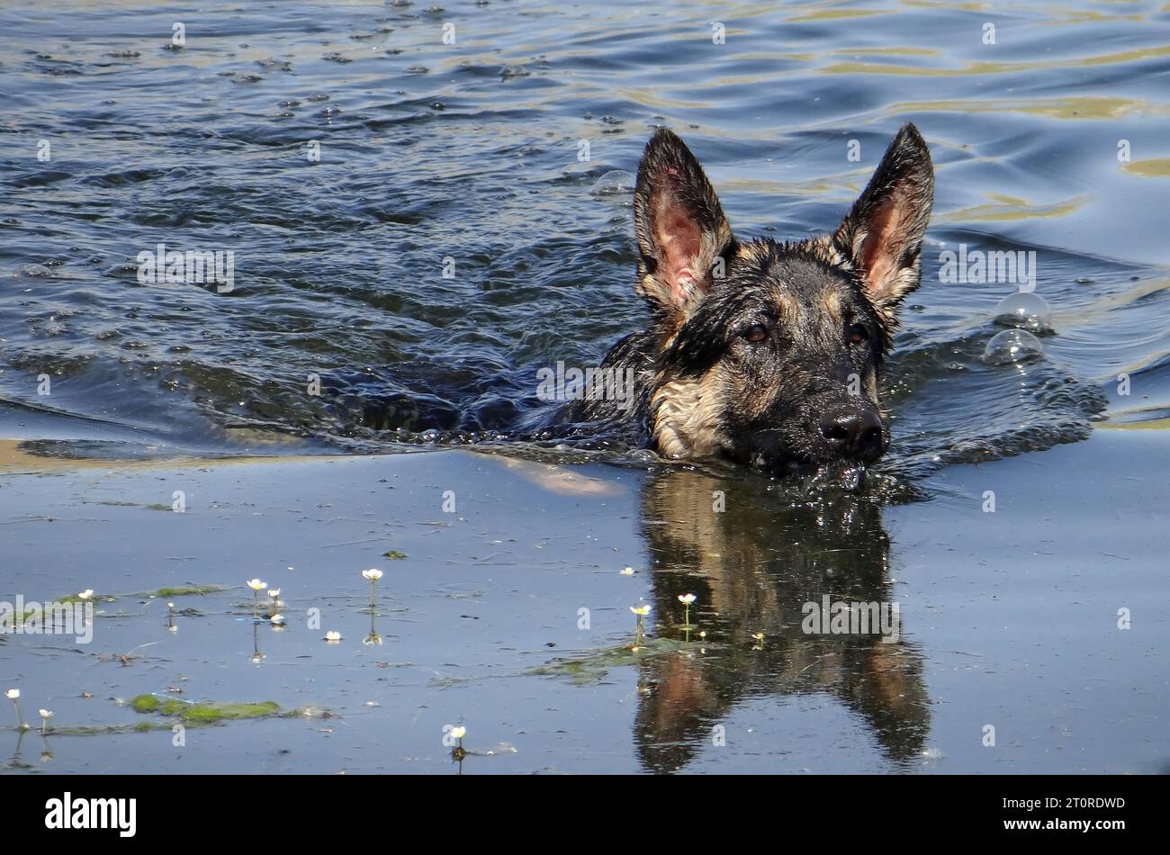close up of a cute female german shepherd swimming in the summer at siena reservoir in
