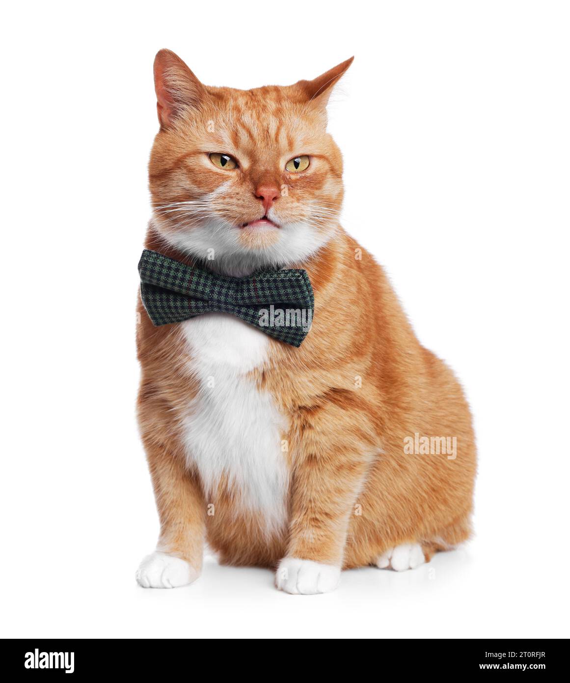 Cute cat with bow tie isolated on white Stock Photo Alamy