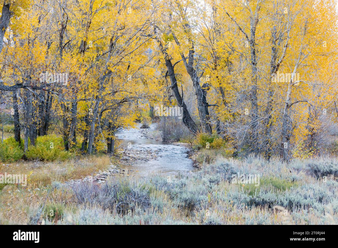Running through trees hi-res stock photography and images - Alamy