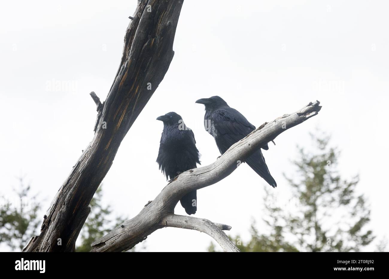 Two ravens on tree hi-res stock photography and images - Alamy